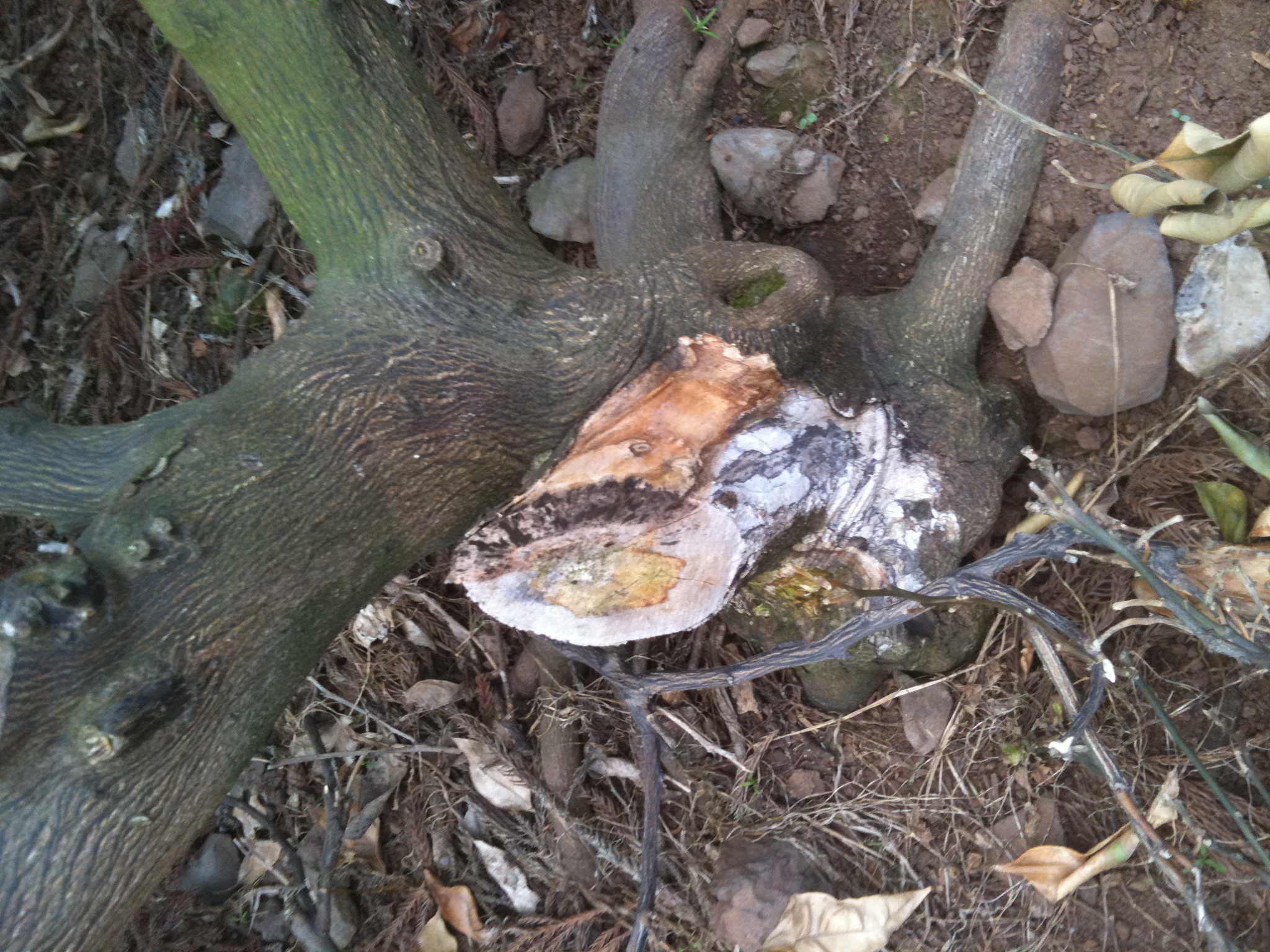 안녕하세요 감귤나무 증상에 대한 질문입니다.